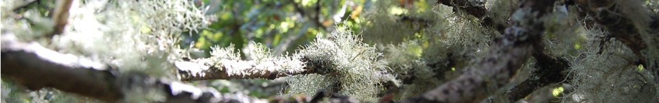 Lichen in the sun on a tree